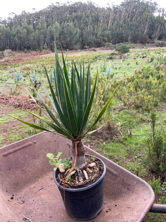 MIA Moda Regenerativa Dona un árbol